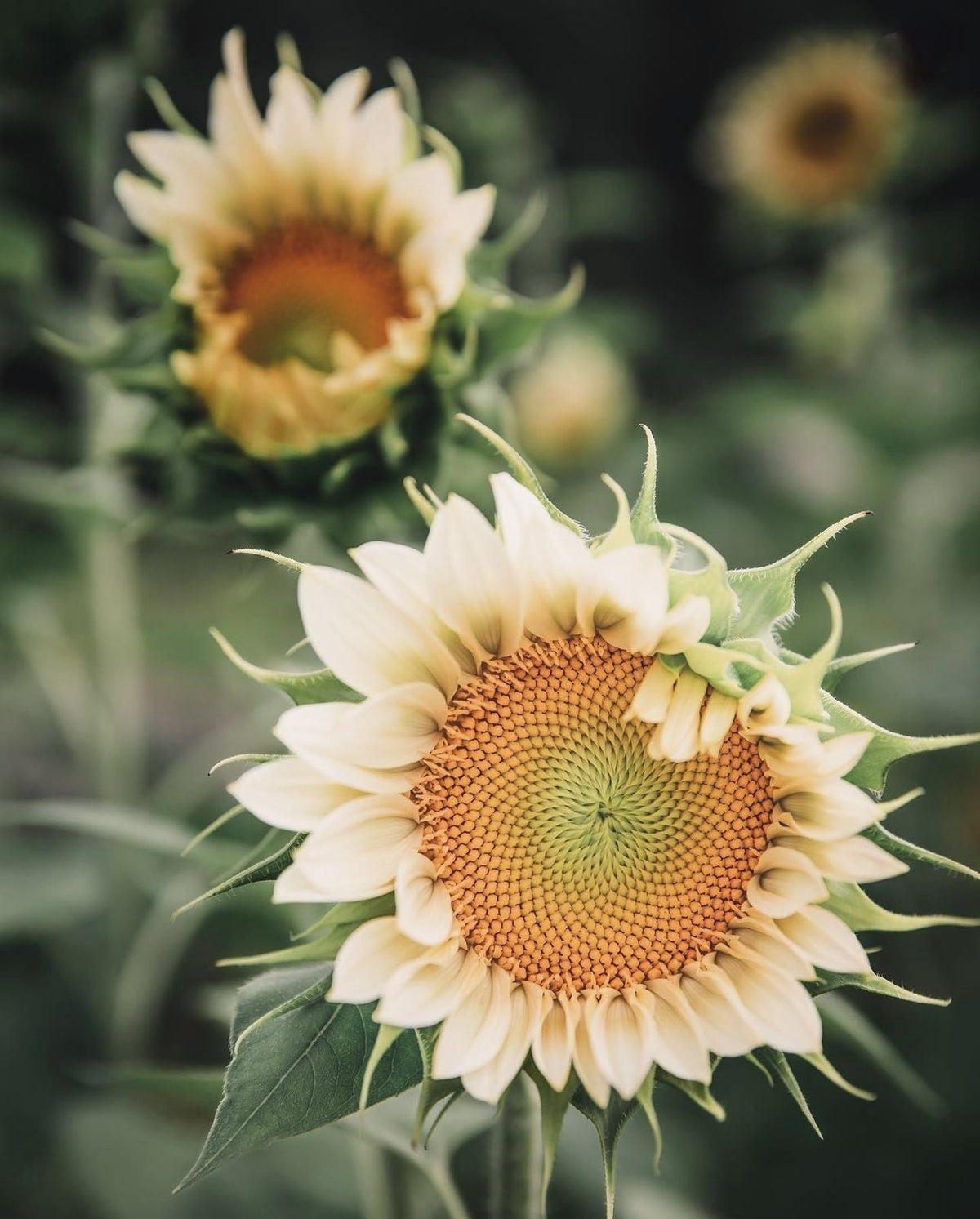 Sunflowers