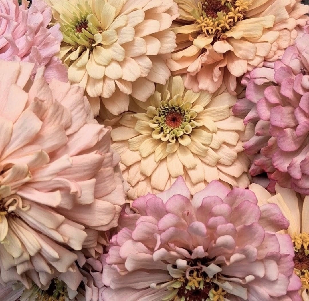 Zinnias