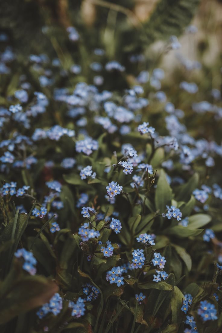 Wildflowers