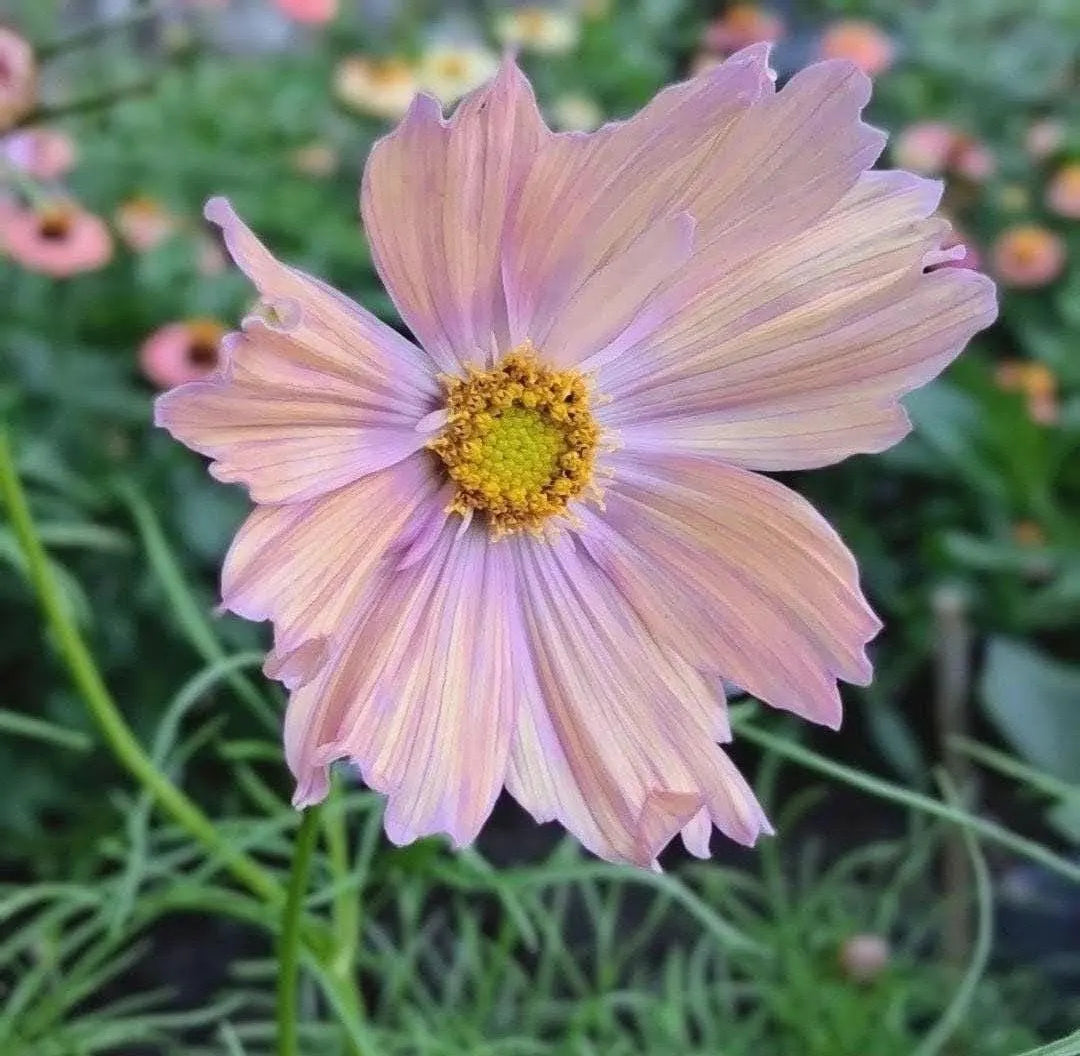 Cosmos