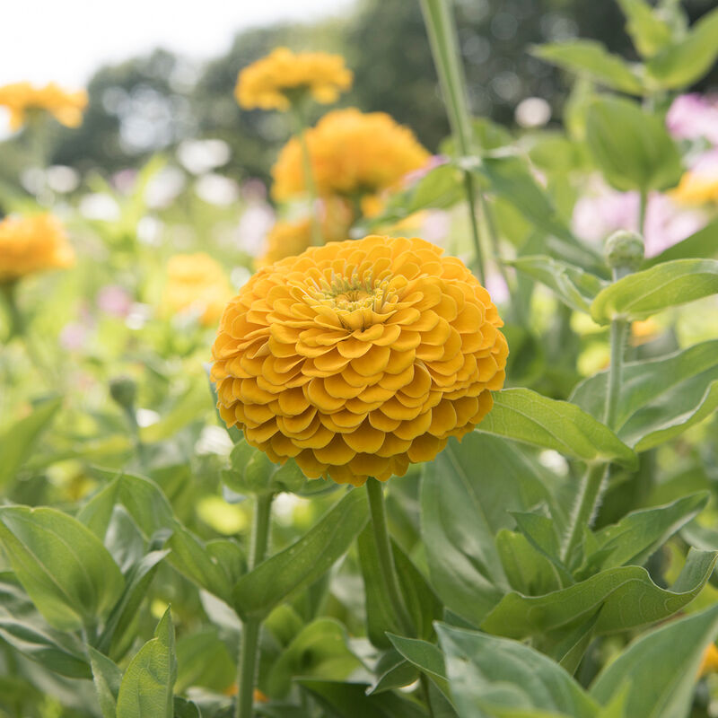 Zinnia « Benary’s Giant Golden Yellow »