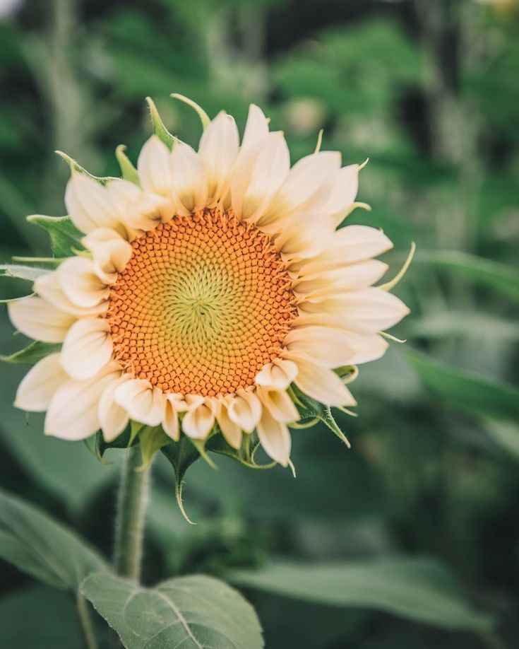Tournesol « ProCut White Lite »