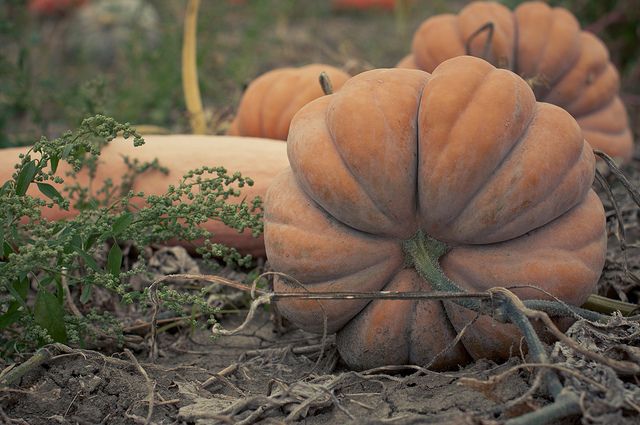 Citrouille féérique « Musquée de Provence »