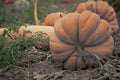 Citrouille féérique « Musquée de Provence »