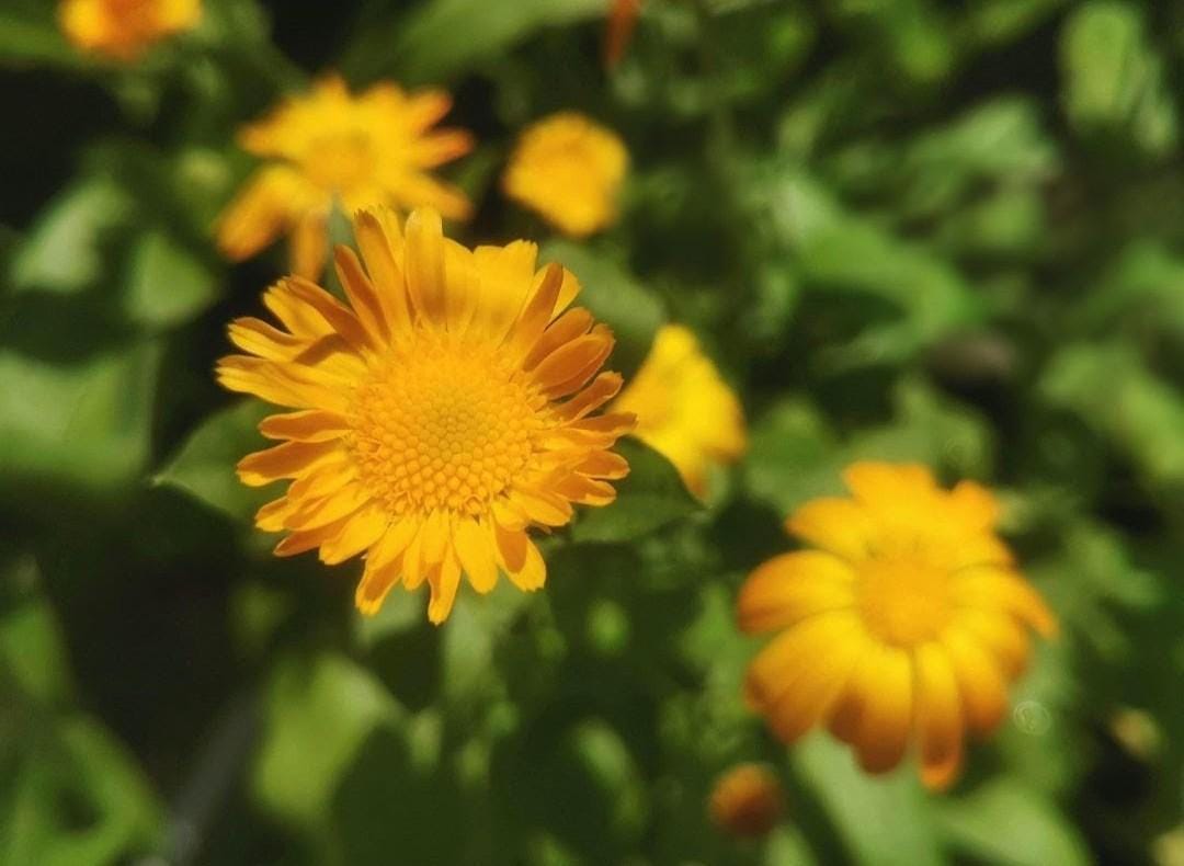 Calendula Officinalis, Souci Officinal, annuelle, sélectionnées à la main, 25 graines+