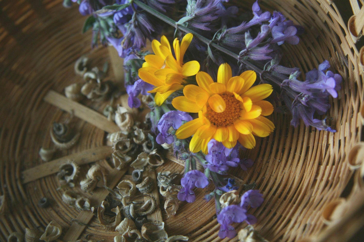 Calendula Officinalis, Souci Officinal, annuelle, sélectionnées à la main, 25 graines+