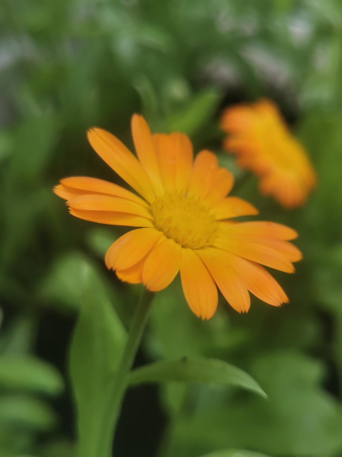 Calendula Officinalis, Souci Officinal, annuelle, sélectionnées à la main, 25 graines+