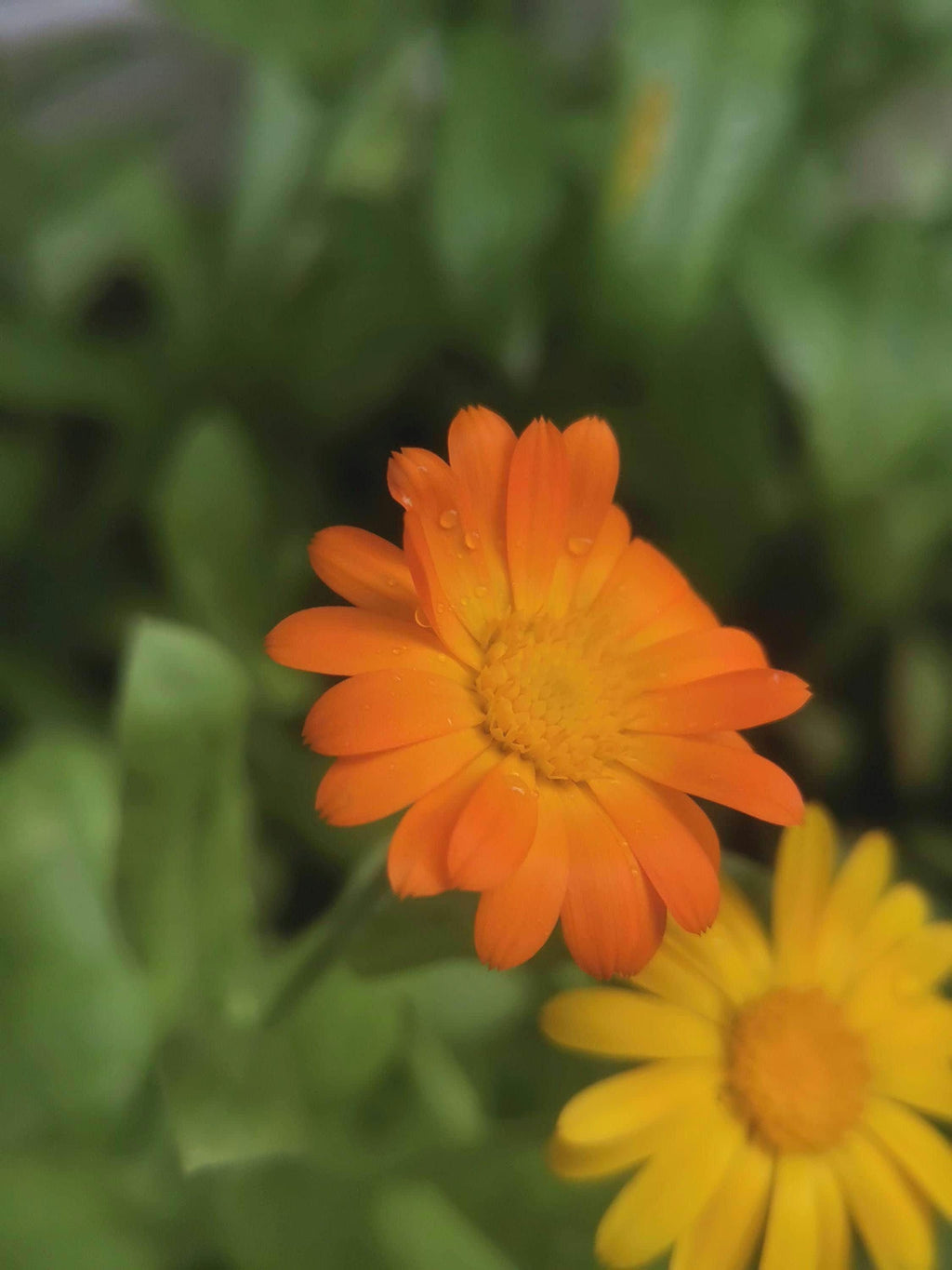 Calendula Officinalis, Souci Officinal, annuelle, sélectionnées à la main, 25 graines+