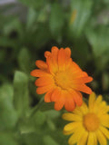 Calendula Officinalis, Souci Officinal, annuelle, sélectionnées à la main, 25 graines+