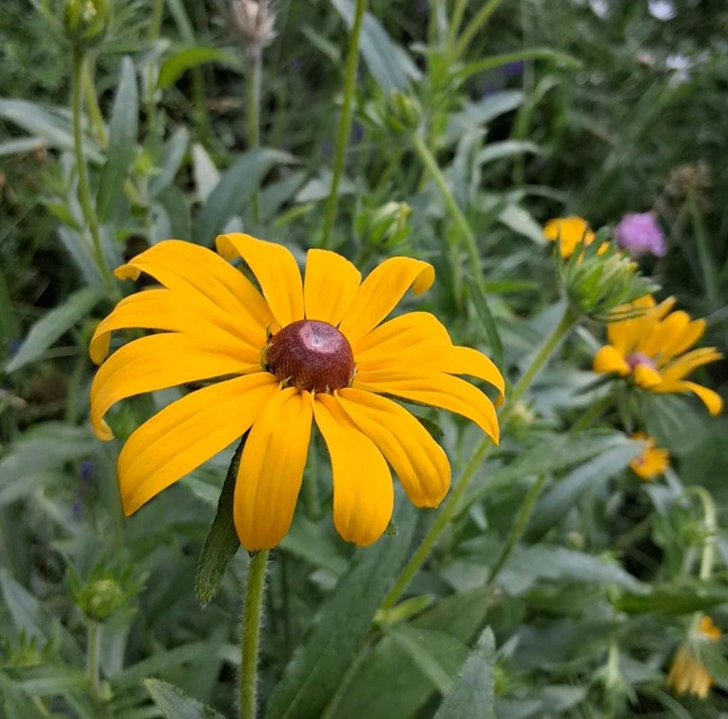 Rudbeckia, Black Eyed Susan coneflower, vivace bisanuelle, 'Rudbeckia hirta', plante indigène, fleur sauvage native du Canada,  60 graines+