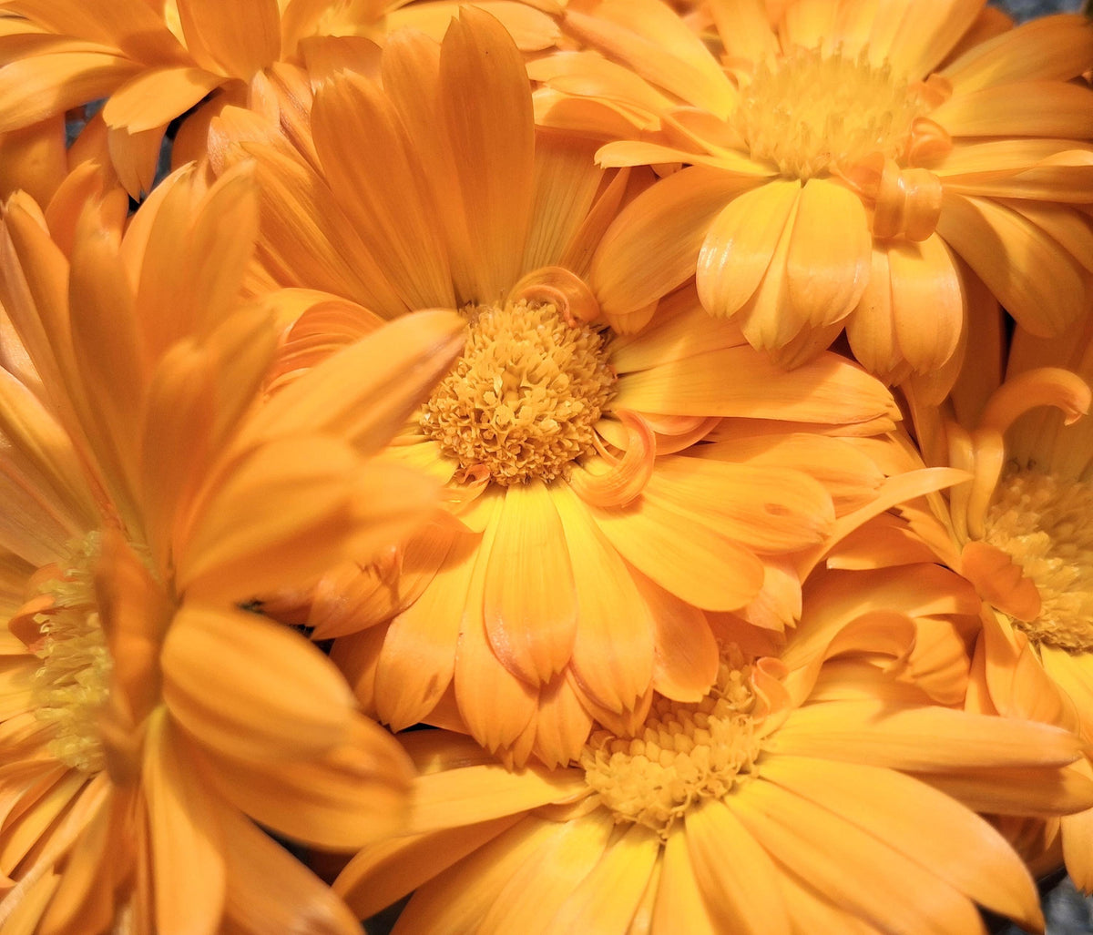 Calendula Officinalis, Souci Officinal, annuelle, sélectionnées à la main, 25 graines+