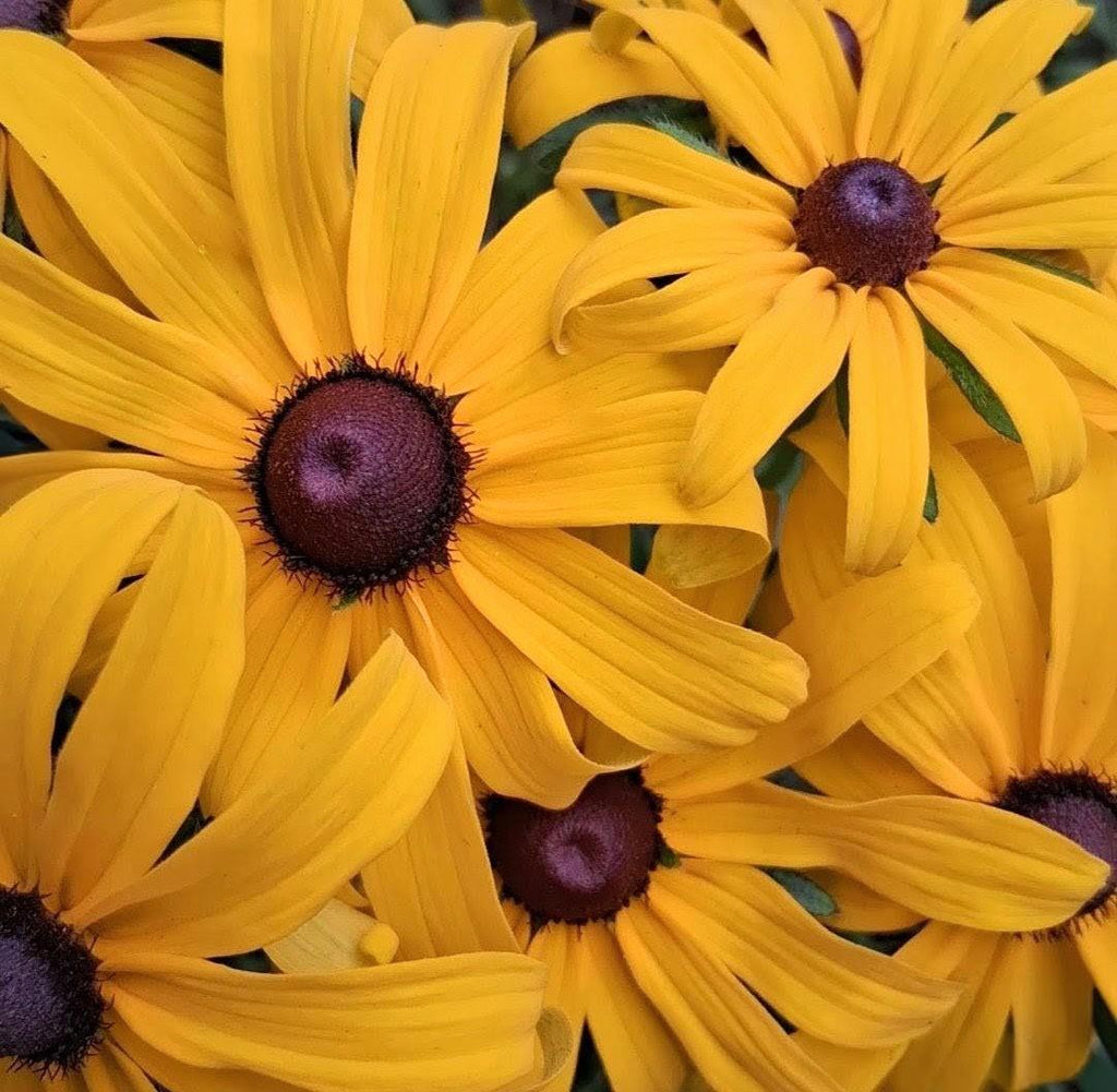 Rudbeckia, Black Eyed Susan coneflower, vivace bisanuelle, 'Rudbeckia hirta', plante indigène, fleur sauvage native du Canada,  60 graines+