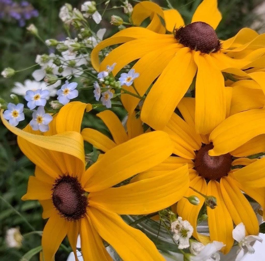 Rudbeckia, Black Eyed Susan coneflower, vivace bisanuelle, 'Rudbeckia hirta', plante indigène, fleur sauvage native du Canada,  60 graines+
