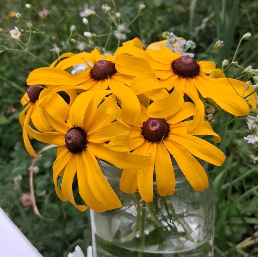 Rudbeckia, Black Eyed Susan coneflower, vivace bisanuelle, 'Rudbeckia hirta', plante indigène, fleur sauvage native du Canada,  60 graines+