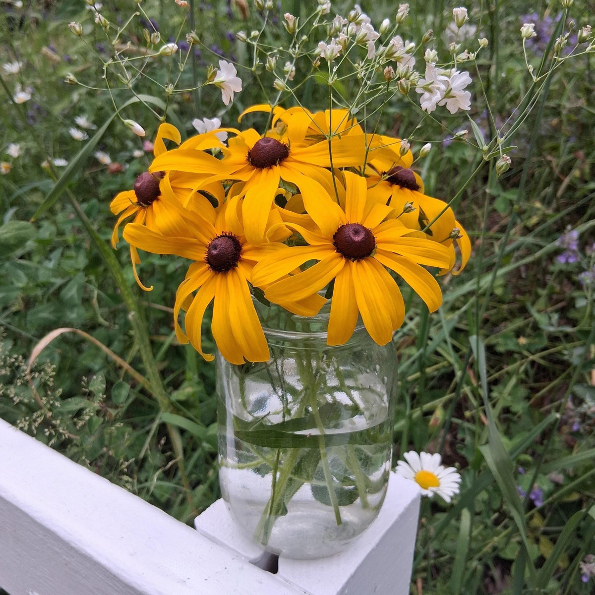 Rudbeckia, Black Eyed Susan coneflower, vivace bisanuelle, 'Rudbeckia hirta', plante indigène, fleur sauvage native du Canada,  60 graines+