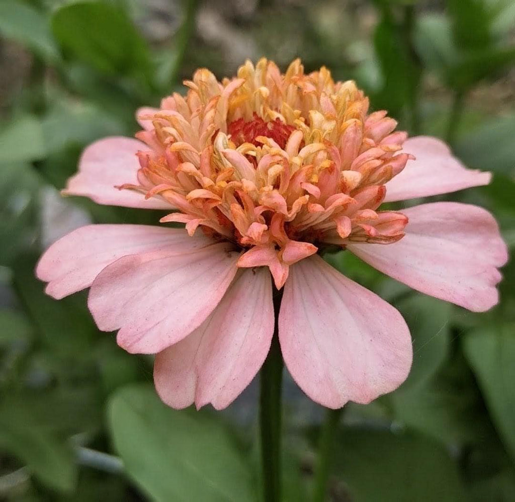 Zinnia Zinderella Peach, zinnia de fantaisie "cupcake", zinnia speciality, annuelle, zinnia elegans cutflower