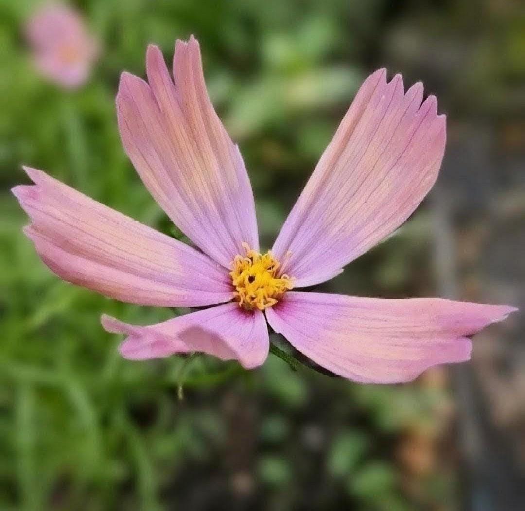 Cosmos Apricotta, rose abricot couleurs pastel, annuelle, Cosmos bipinnatus, speciality cutflower