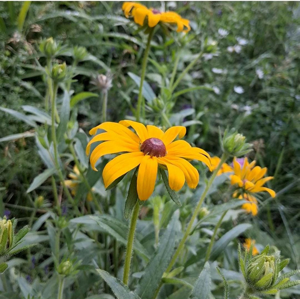 Rudbeckia, Black Eyed Susan coneflower, vivace bisanuelle, 'Rudbeckia hirta', plante indigène, fleur sauvage native du Canada,  60 graines+