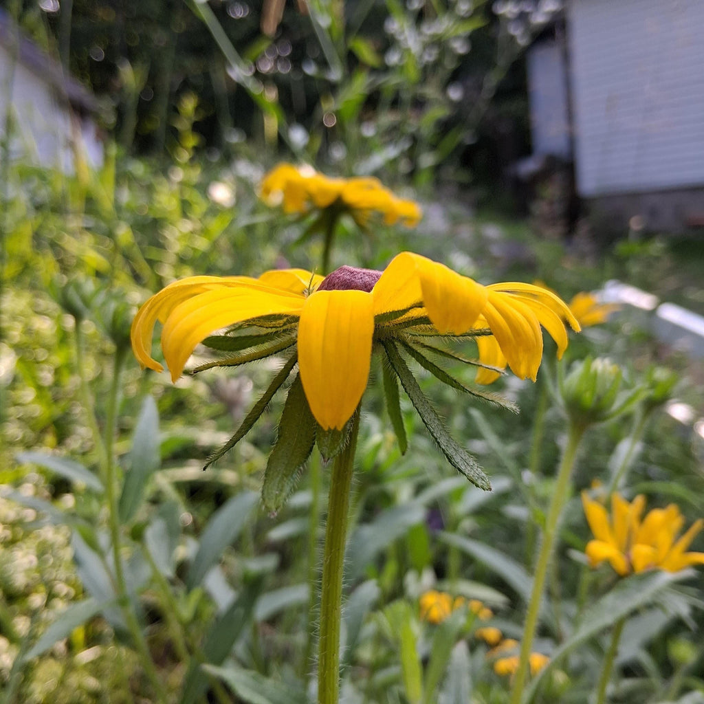 Rudbeckia, Black Eyed Susan coneflower, vivace bisanuelle, 'Rudbeckia hirta', plante indigène, fleur sauvage native du Canada,  60 graines+