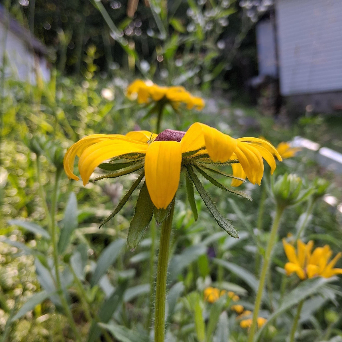 Rudbeckia, Black Eyed Susan coneflower, vivace bisanuelle, 'Rudbeckia hirta', plante indigène, fleur sauvage native du Canada,  60 graines+