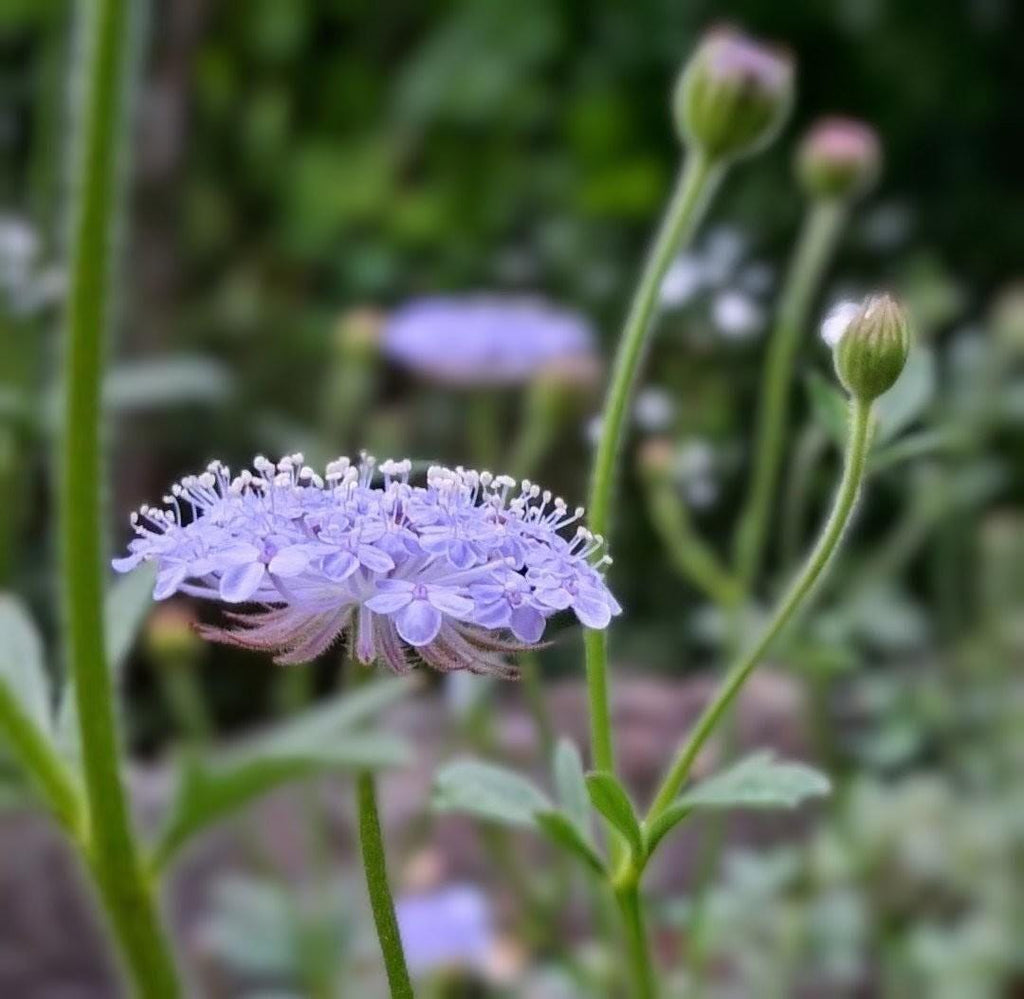 Didiscus Blue Lacy Lavender, fleur de dentelle tête d'épingles, Trachymene coerulea, fleur en pelote d'épingle, annuelle, 30 graines+