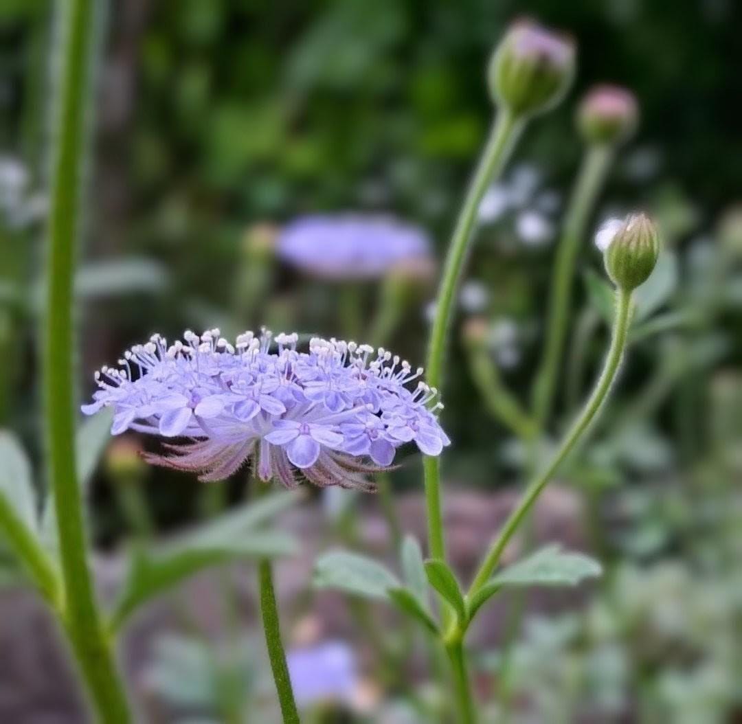 Didiscus Blue Lacy Lavender, fleur de dentelle tête d'épingles, Trachymene coerulea, fleur en pelote d'épingle, annuelle, 30 graines+