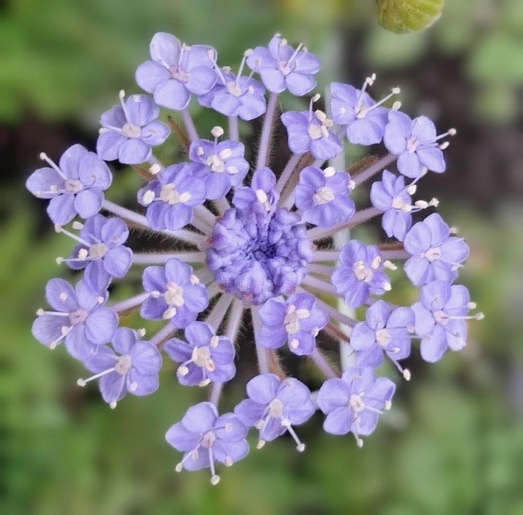 Didiscus Blue Lacy Lavender, fleur de dentelle tête d'épingles, Trachymene coerulea, fleur en pelote d'épingle, annuelle, 30 graines+