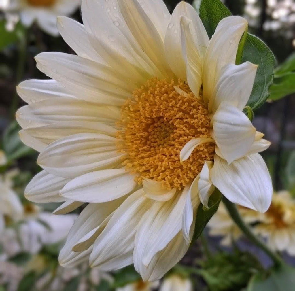 Sunflower ProCut White Lite, F1 Tournesol, creamy, pale ivory to pale yellow petals, Helianthus annuus, annuelle, sans pollen, 10 graines+