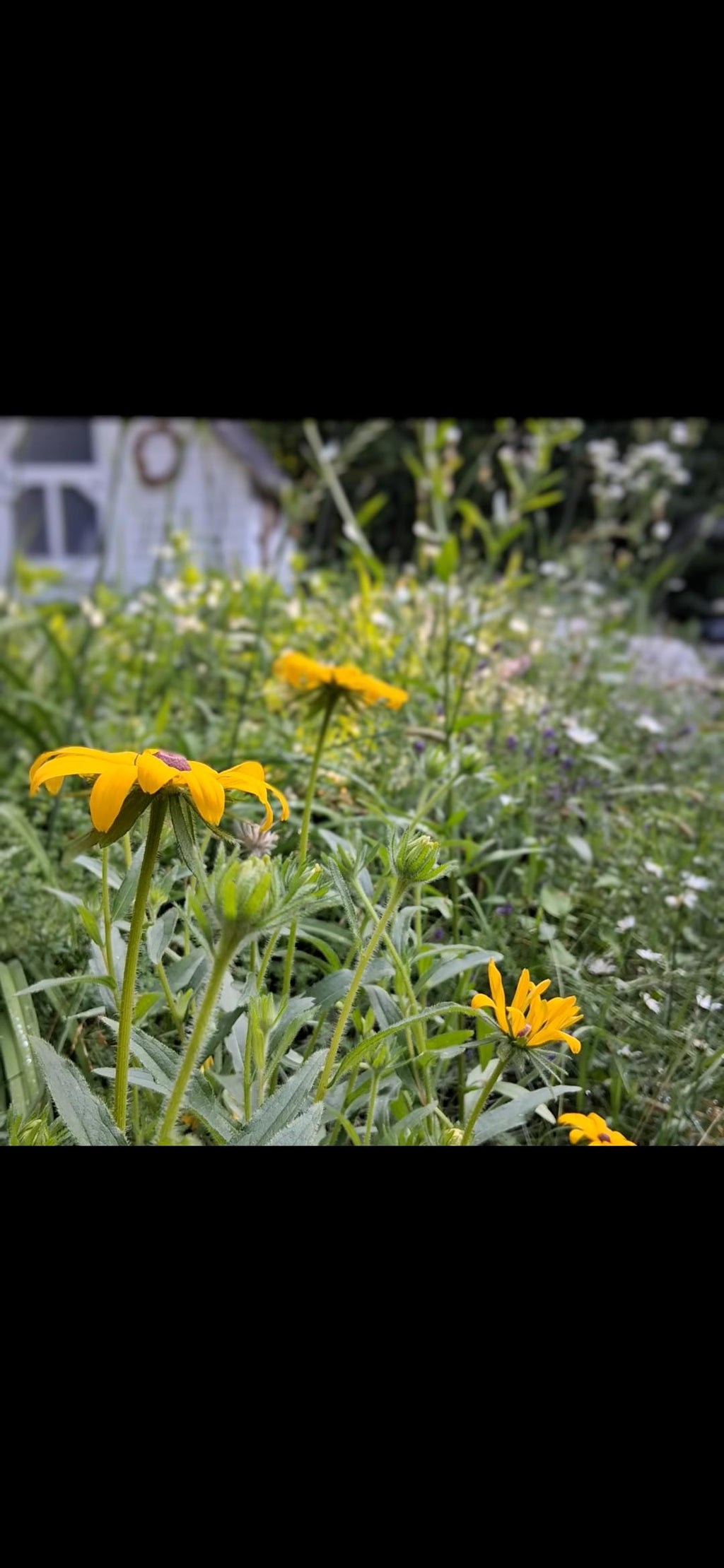 Rudbeckia, Black Eyed Susan coneflower, vivace bisanuelle, 'Rudbeckia hirta', plante indigène, fleur sauvage native du Canada,  60 graines+