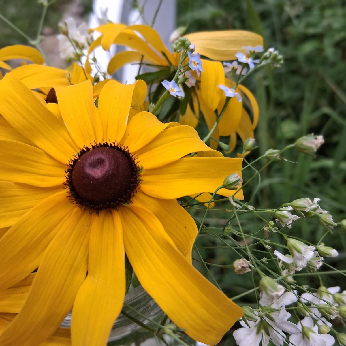 Rudbeckia, Black Eyed Susan coneflower, vivace bisanuelle, 'Rudbeckia hirta', plante indigène, fleur sauvage native du Canada,  60 graines+