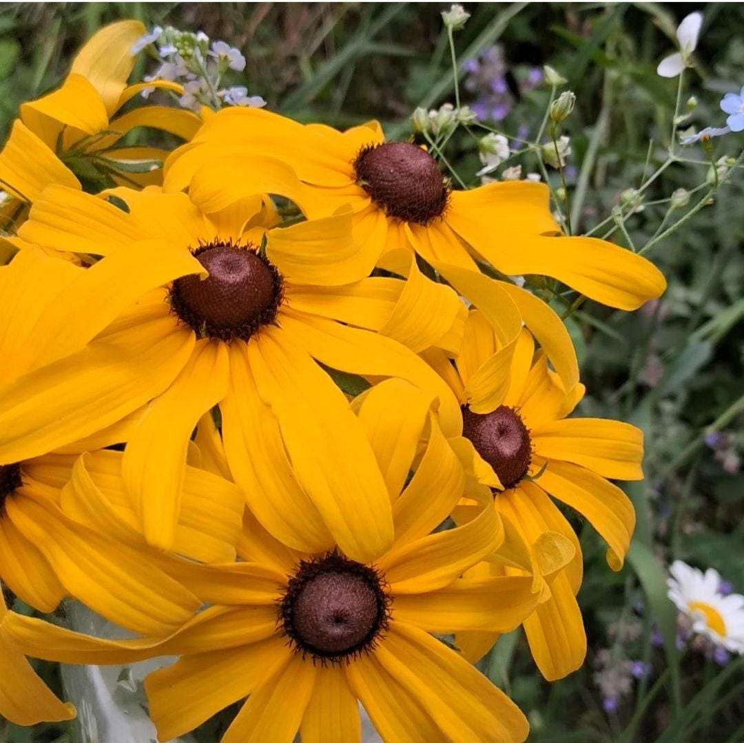 Rudbeckia, Black Eyed Susan coneflower, vivace bisanuelle, 'Rudbeckia hirta', plante indigène, fleur sauvage native du Canada,  60 graines+