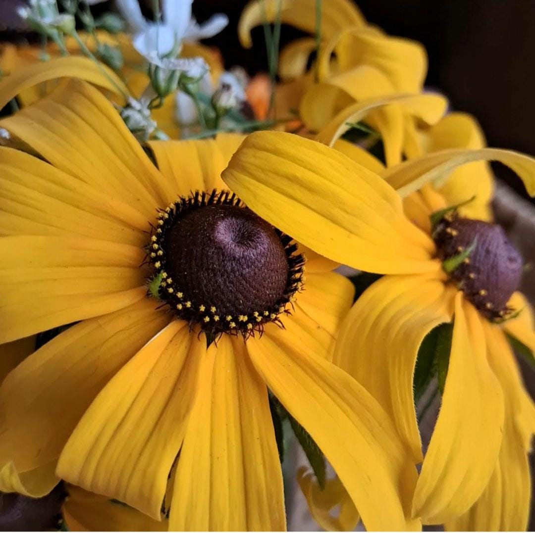 Rudbeckia, Black Eyed Susan coneflower, vivace bisanuelle, 'Rudbeckia hirta', plante indigène, fleur sauvage native du Canada,  60 graines+