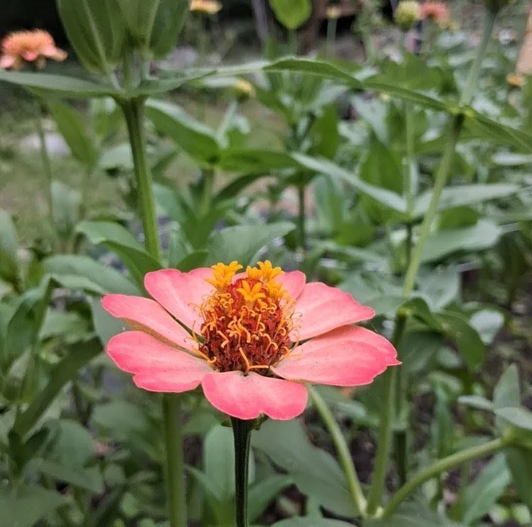 Zinnia Zinderella Peach, zinnia de fantaisie "cupcake", zinnia speciality, annuelle, zinnia elegans cutflower
