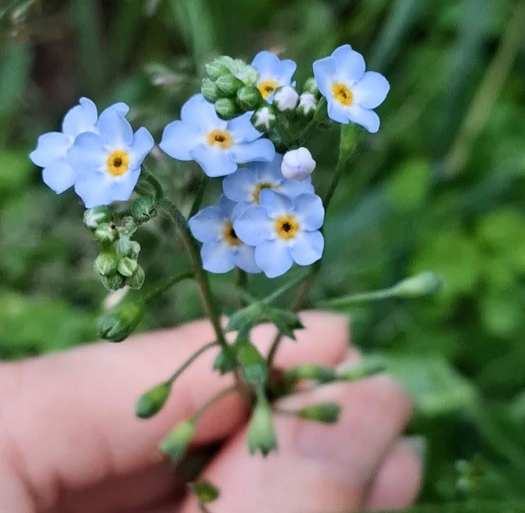 Alpestris Blue Forget-Me-Not Seeds (Alpine Type) Myosotis alpestris, tiny wildflower, vivace, 60 graines+