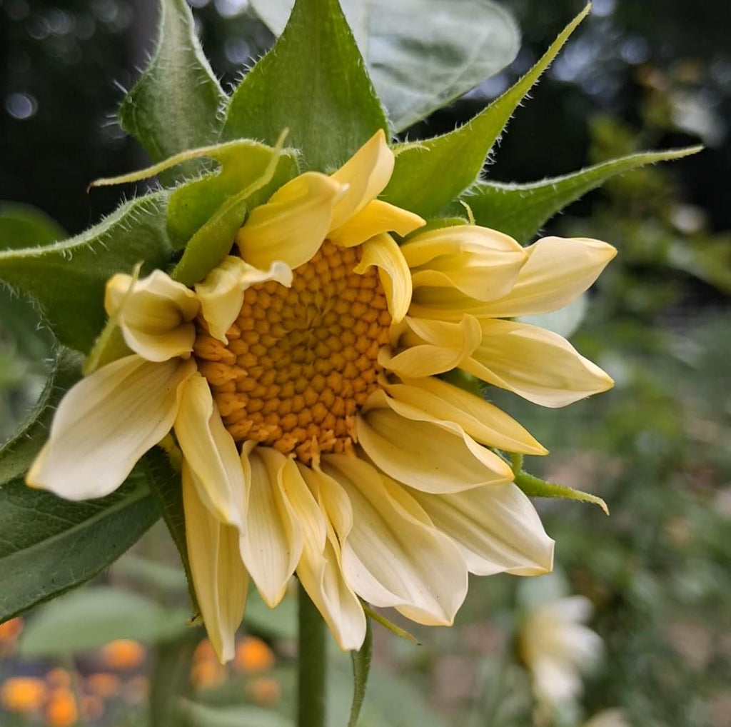 Sunflower ProCut White Lite, F1 Tournesol, creamy, pale ivory to pale yellow petals, Helianthus annuus, annuelle, sans pollen, 10 graines+