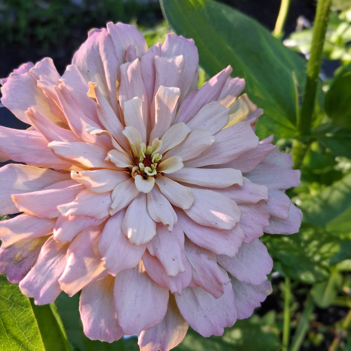 Zinnia Ballerina, RARE Zinnia elegans Ballerine originales, annuelle, couleurs pastel douces pêche, et rose et mauve.