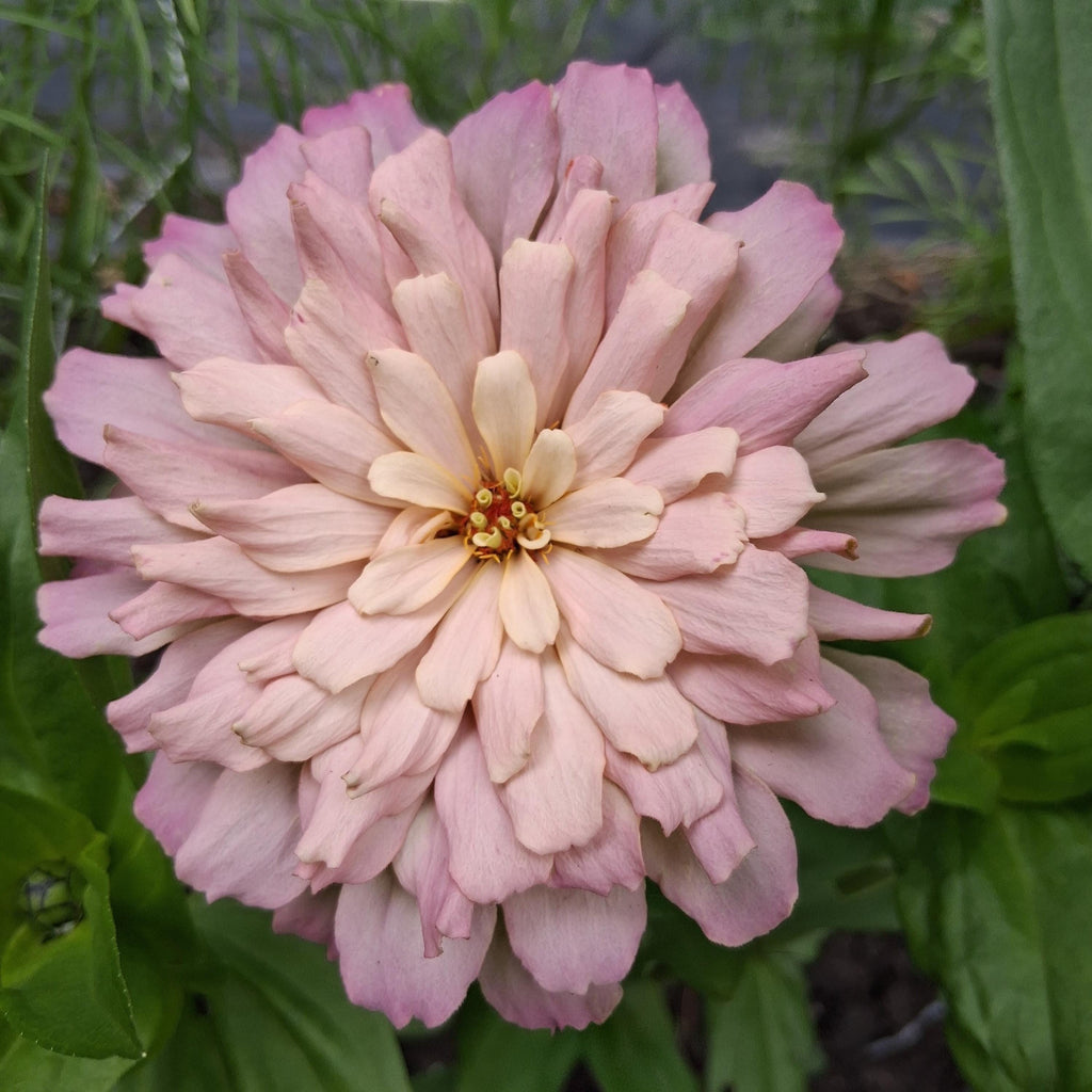 Zinnia Ballerina, RARE Zinnia elegans Ballerine originales, annuelle, couleurs pastel douces pêche, et rose et mauve.