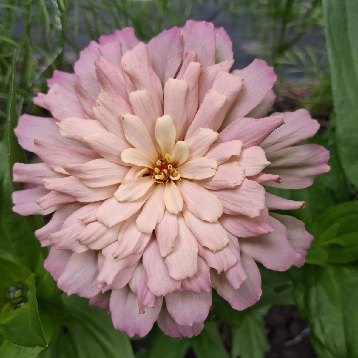 Zinnia Ballerina, RARE Zinnia elegans Ballerine originales, annuelle, couleurs pastel douces pêche, et rose et mauve.