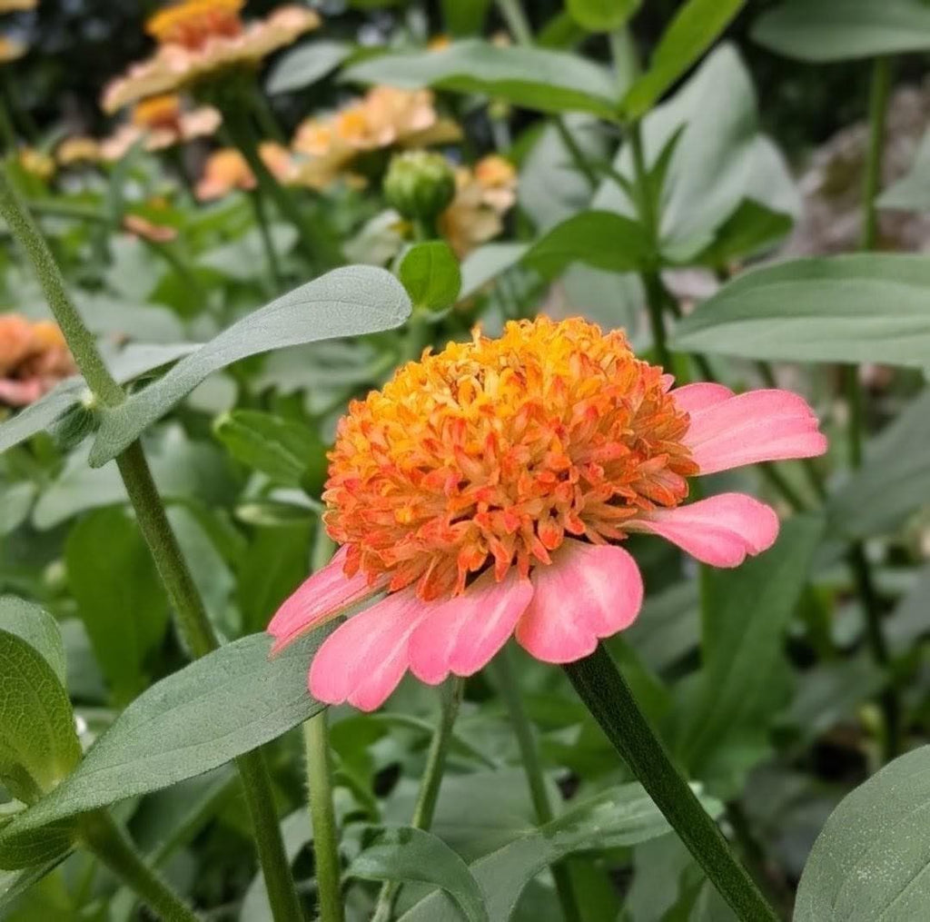 Zinnia Zinderella Peach, zinnia de fantaisie "cupcake", zinnia speciality, annuelle, zinnia elegans cutflower