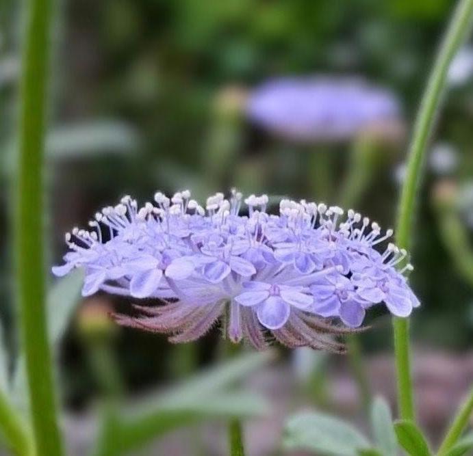 Didiscus Blue Lacy Lavender, fleur de dentelle tête d'épingles, Trachymene coerulea, fleur en pelote d'épingle, annuelle, 30 graines+