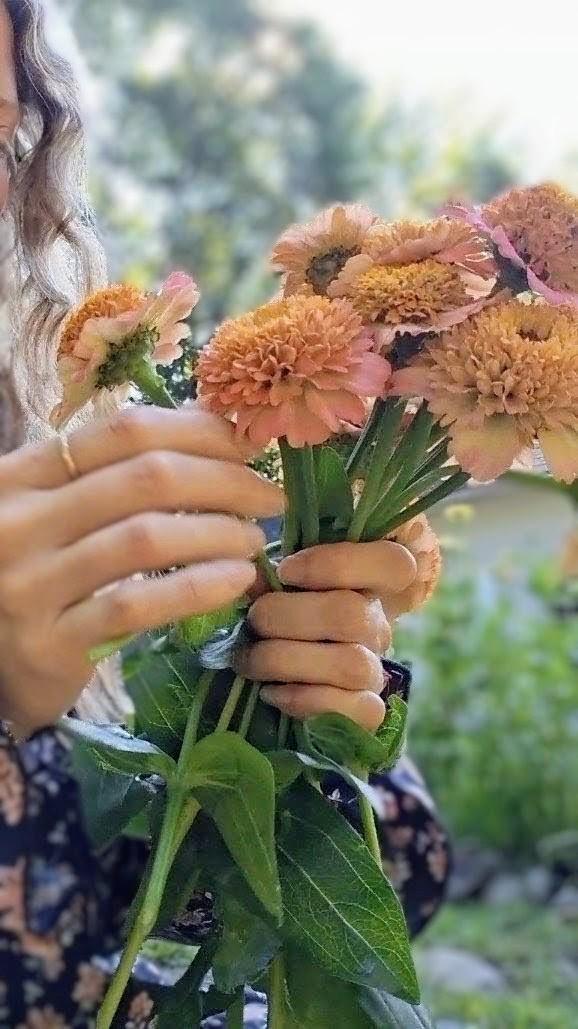 Zinnia Zinderella Peach, zinnia de fantaisie "cupcake", zinnia speciality, annuelle, zinnia elegans cutflower