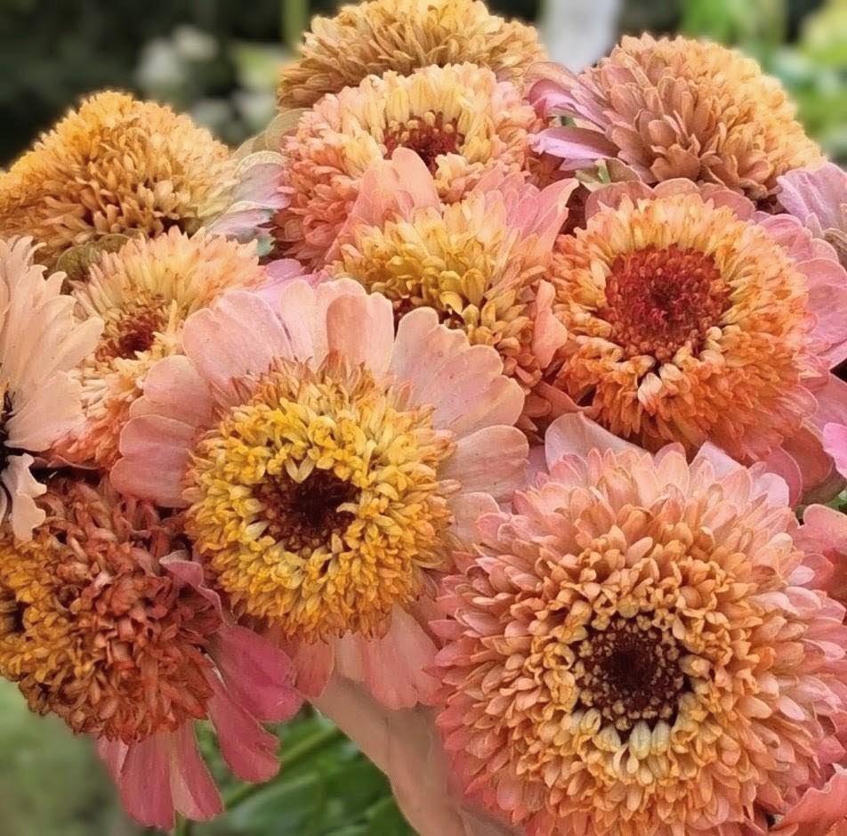 Zinnia Zinderella Peach, zinnia de fantaisie "cupcake", zinnia speciality, annuelle, zinnia elegans cutflower