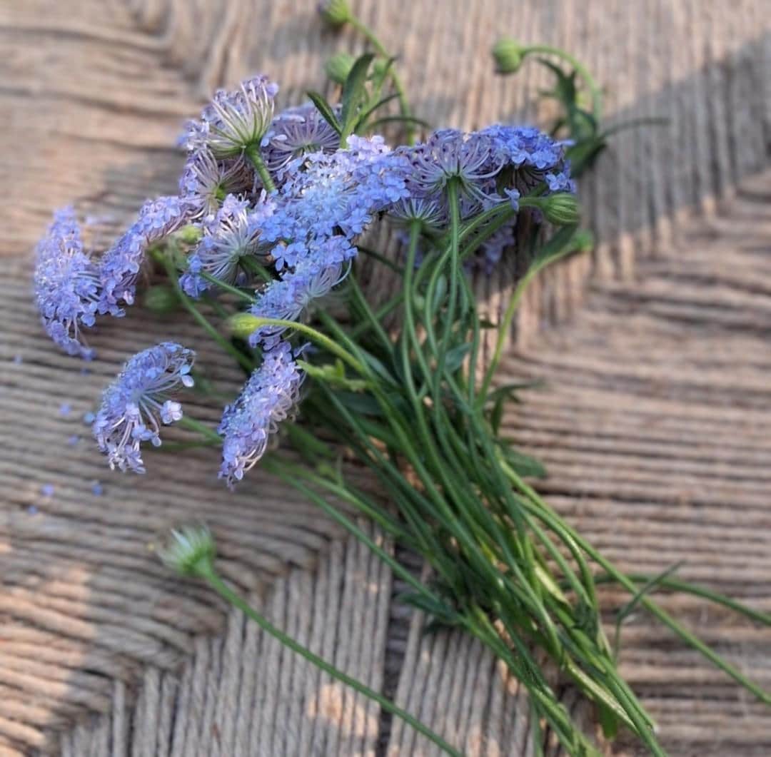Didiscus Blue Lacy Lavender, fleur de dentelle tête d'épingles, Trachymene coerulea, fleur en pelote d'épingle, annuelle, 30 graines+