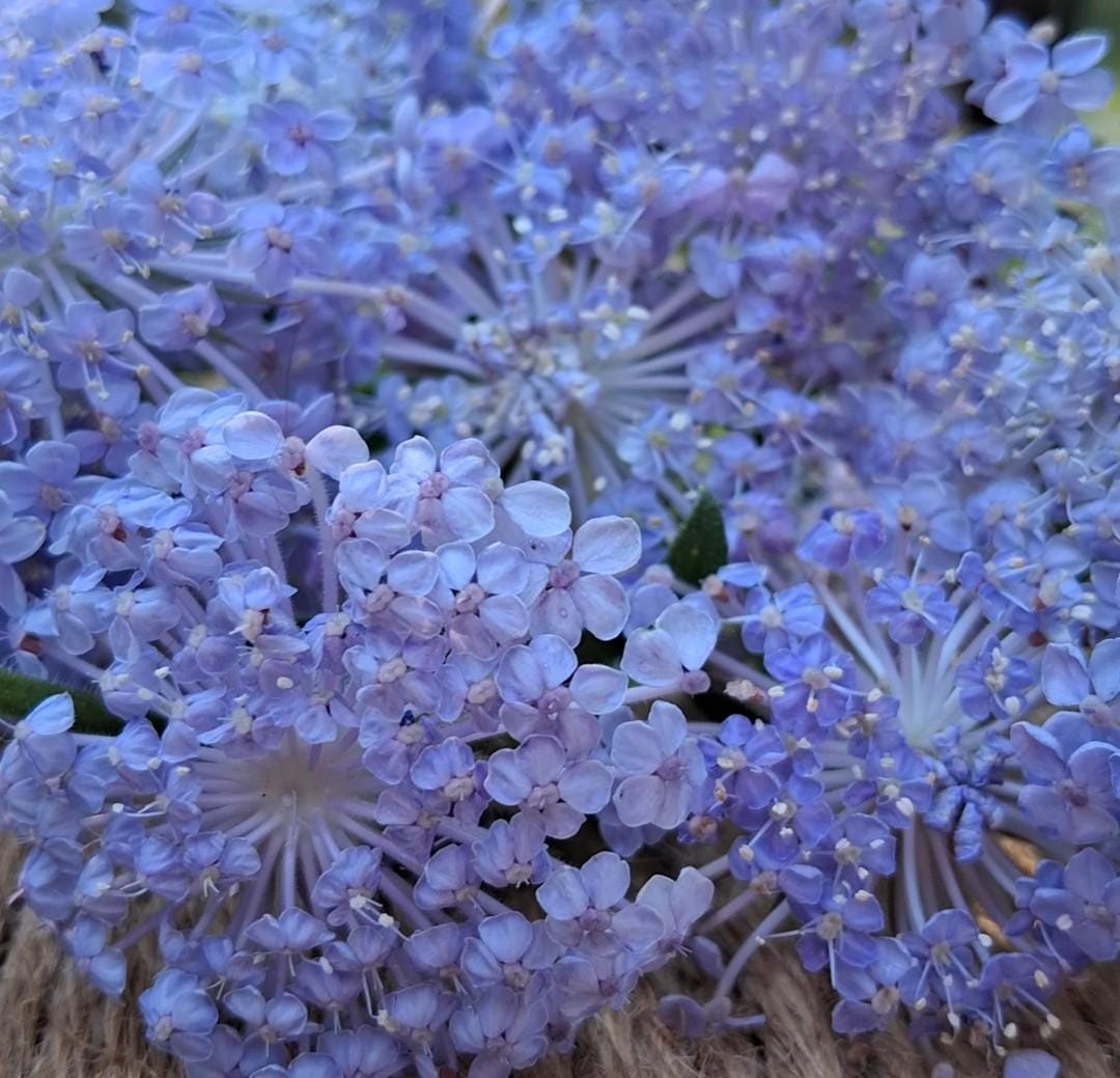 Didiscus Blue Lacy Lavender, fleur de dentelle tête d'épingles, Trachymene coerulea, fleur en pelote d'épingle, annuelle, 30 graines+