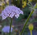 Didiscus Blue Lacy Lavender, fleur de dentelle tête d'épingles, Trachymene coerulea, fleur en pelote d'épingle, annuelle, 30 graines+