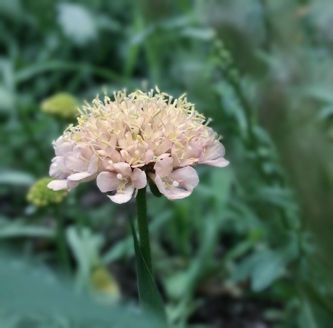 Graines Scabiosa Fata Morgana, Pincushion Flower, pêche-crème, fleur en pelote d'épingle, annuelle, 20 graines