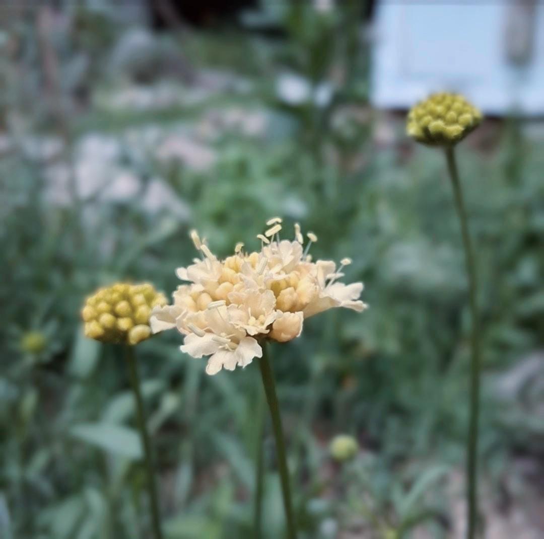 Graines Scabiosa Fata Morgana, Pincushion Flower, pêche-crème, fleur en pelote d'épingle, annuelle, 20 graines