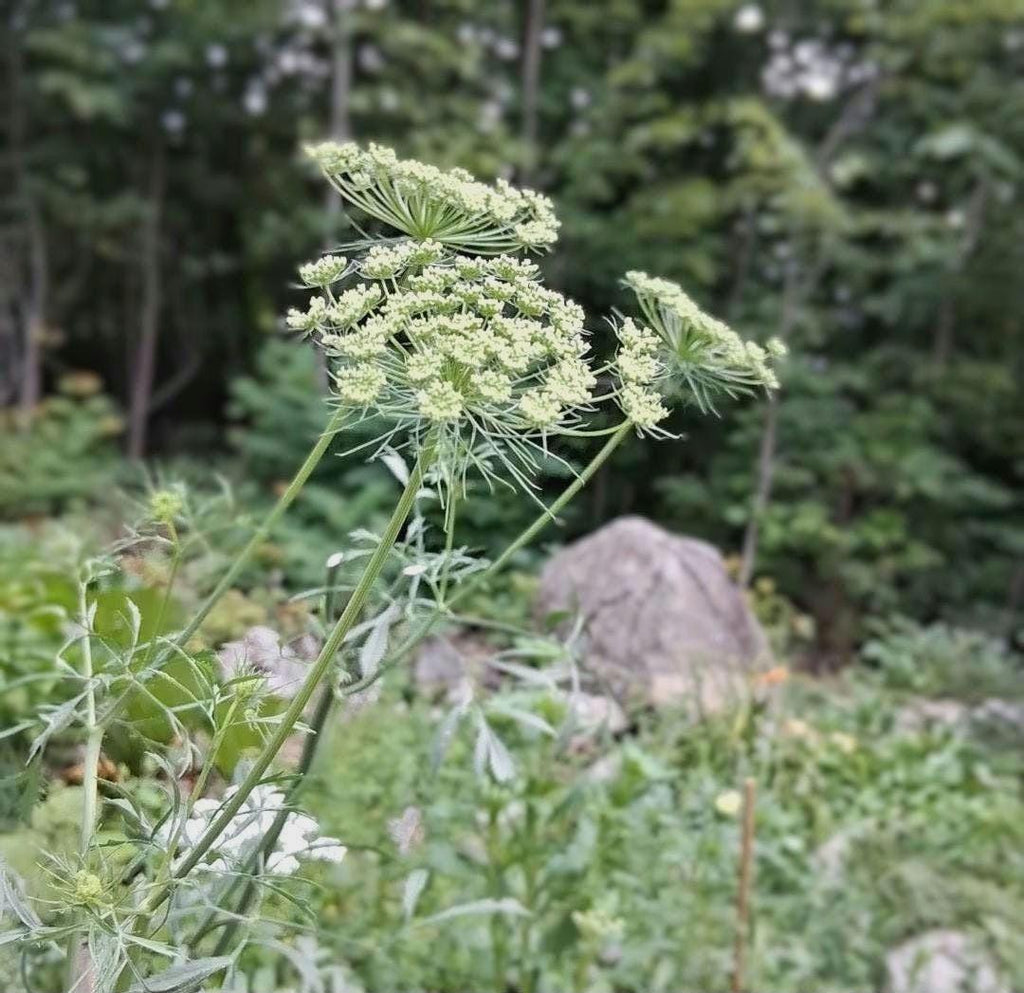 Ammi 'Queen of Africa', False Queen Anne's Lace, Ammi majus, bishop's flower, annuelle, 50 graines