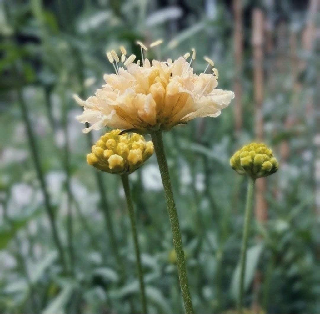 Graines Scabiosa Fata Morgana, Pincushion Flower, pêche-crème, fleur en pelote d'épingle, annuelle, 20 graines