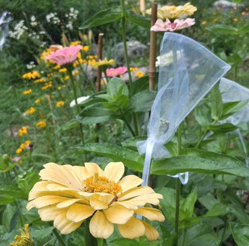 Calendula Officinalis